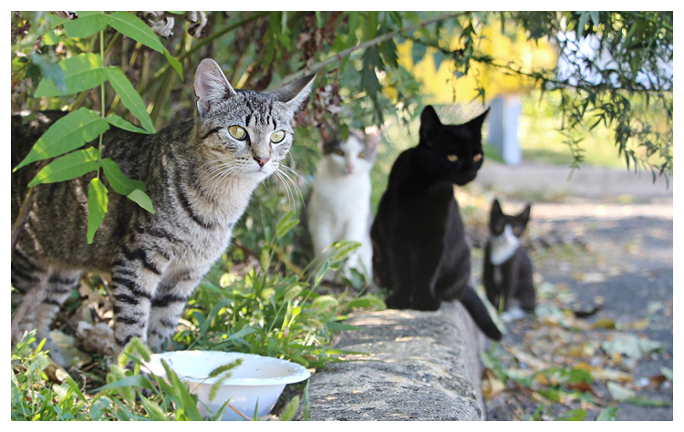 feral cats sitting