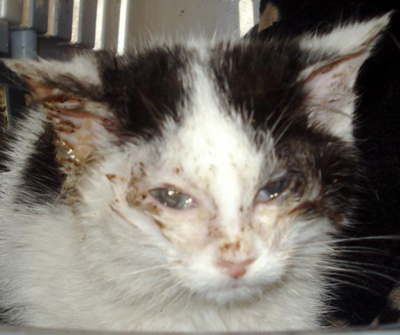 Sick feral cat 2025