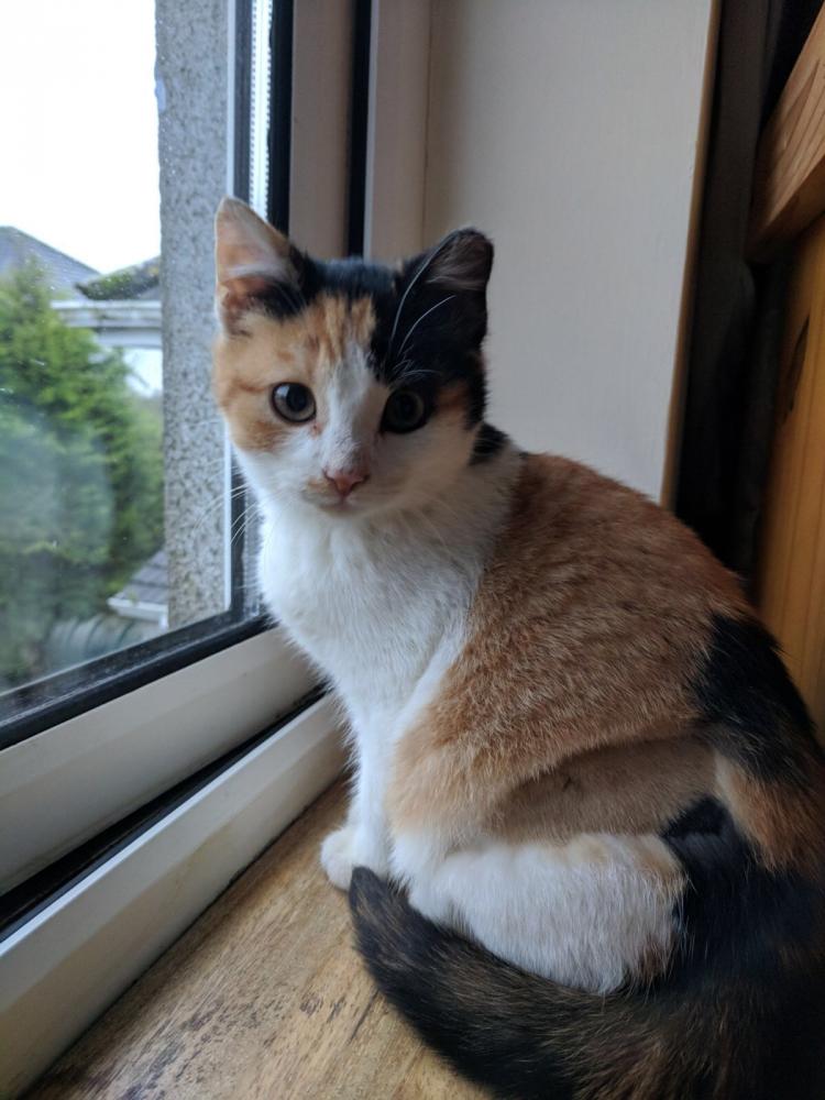 Family of Kittens Galway Cat Rescue