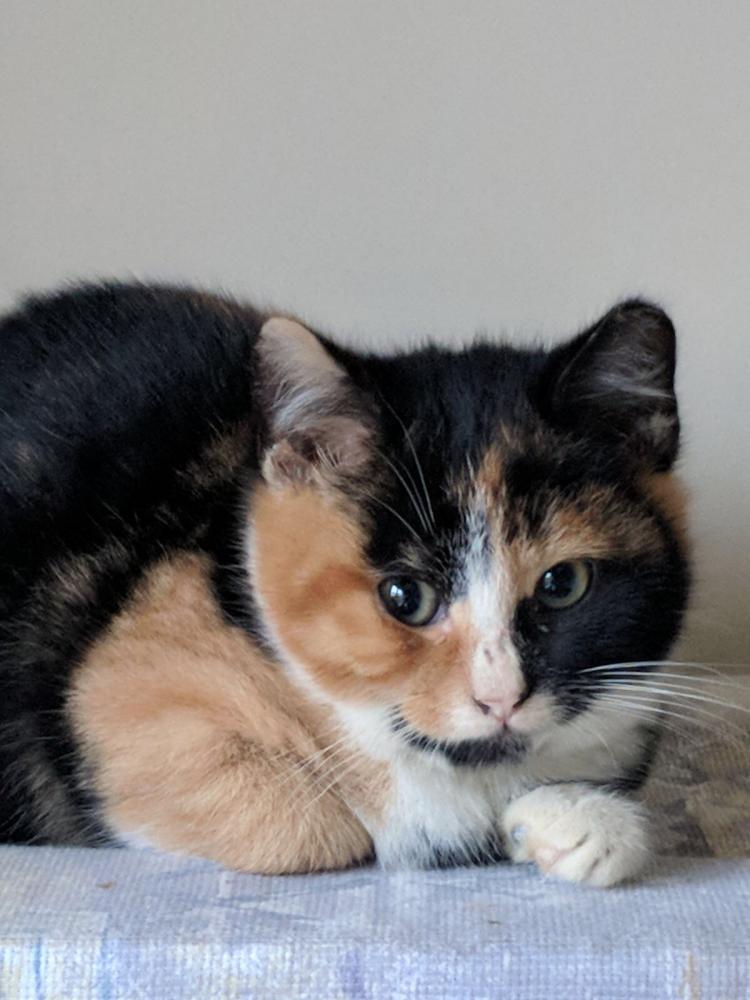 Family of Kittens Galway Cat Rescue