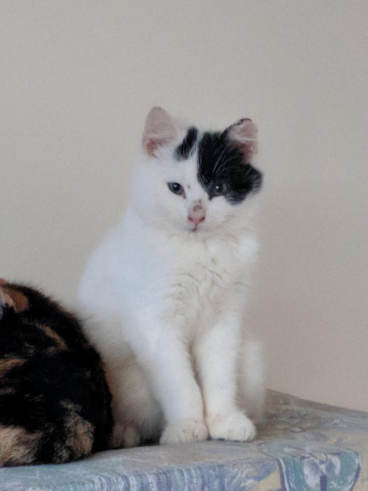 Family of Kittens Galway Cat Rescue