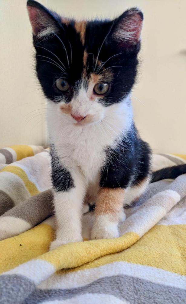 Family of Kittens Galway Cat Rescue