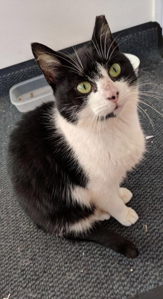 Family of Kittens Galway Cat Rescue