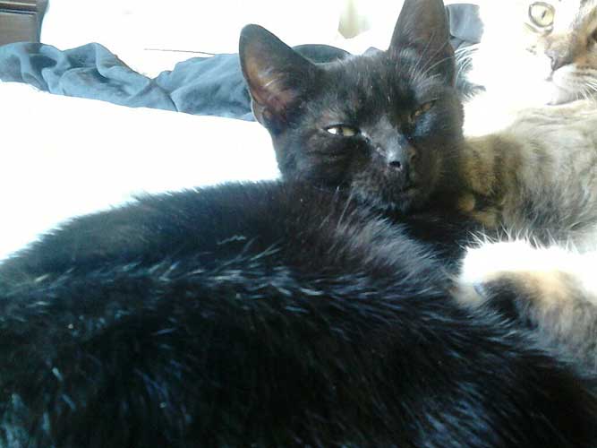 Galway Cat Rescue Facebook Galway Cat Rescue Facebook