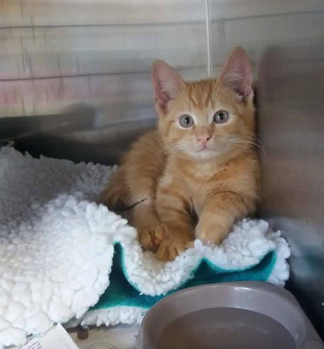 Unnamed Kittens Galway Cat Rescue