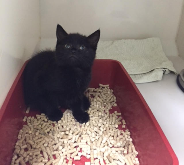 Unnamed kittens Galway Cat Rescue