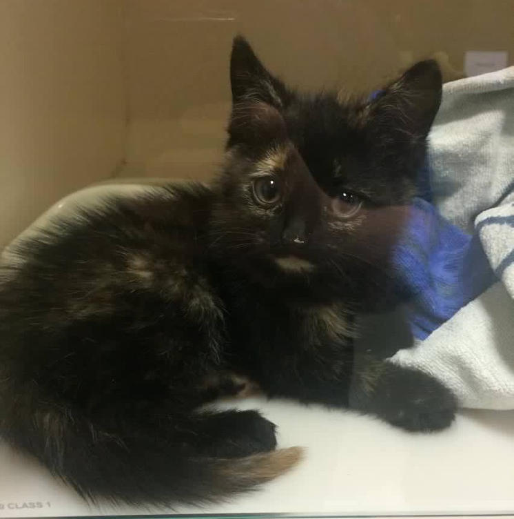 Unnamed kittens Galway Cat Rescue