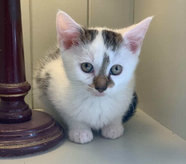 Violet Galway Cat Rescue