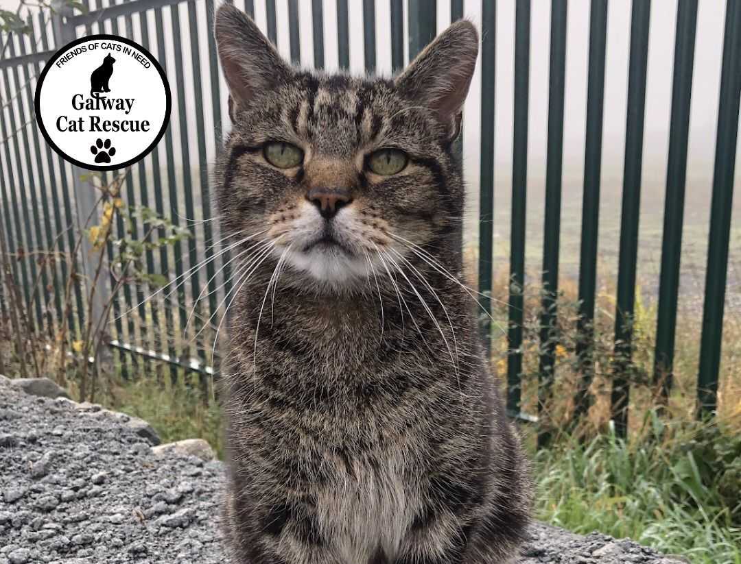 Text CAT to 50300 to donate €4
