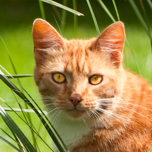 Galway Cat Rescue